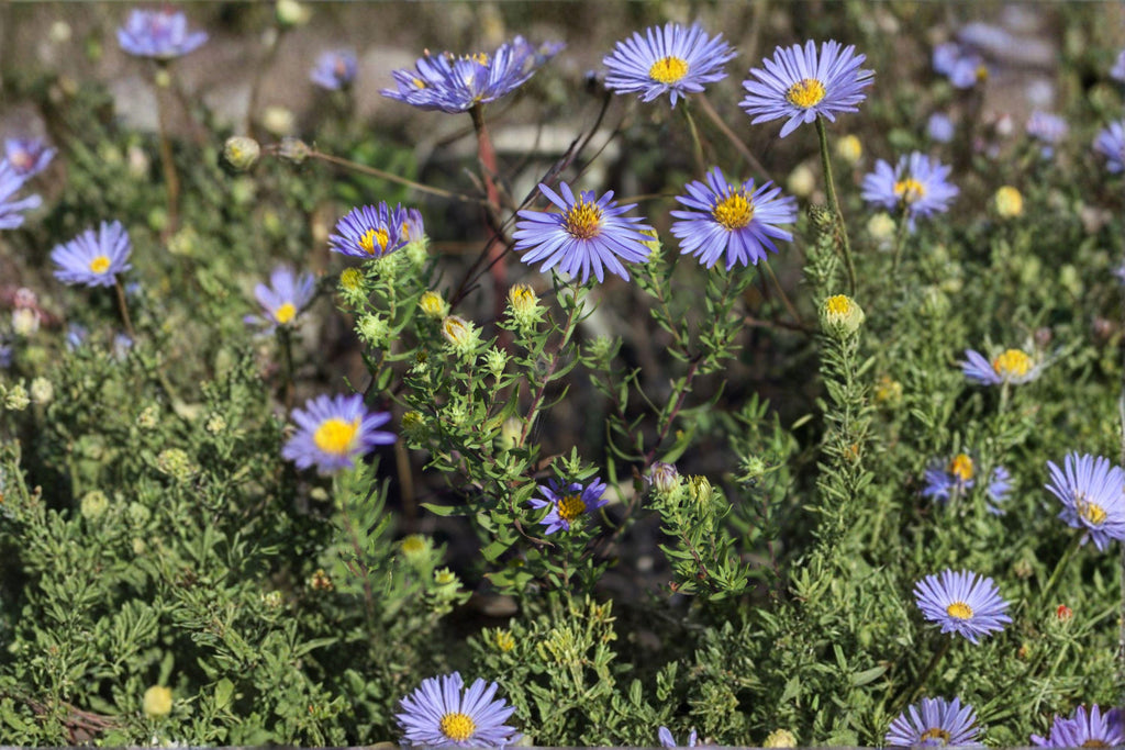 Aromatic Aster – Symphyotrichum oblongifolium 100 Seeds | Native Wildflower | Open-Pollinated