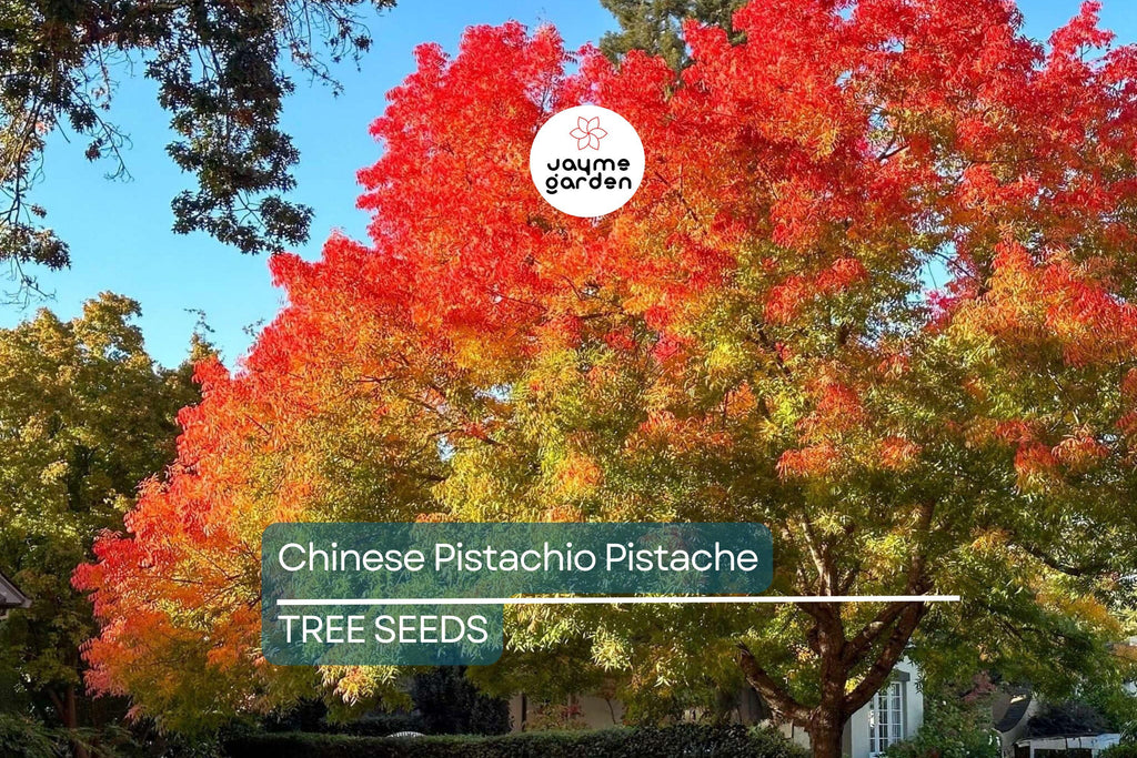 10 Chinese Pistachio Tree Seeds (Pistacia chinensis) – Hardy Ornamental, Fast Fall Color, 35' Tall
