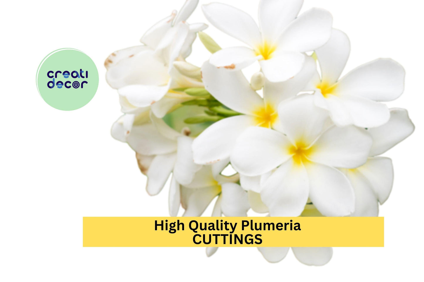 1 High Quality Plumeria Cuttings | White Colors | 8–12" Unrooted Stems | Fragrant Tropical Flowers for Garden or Patio