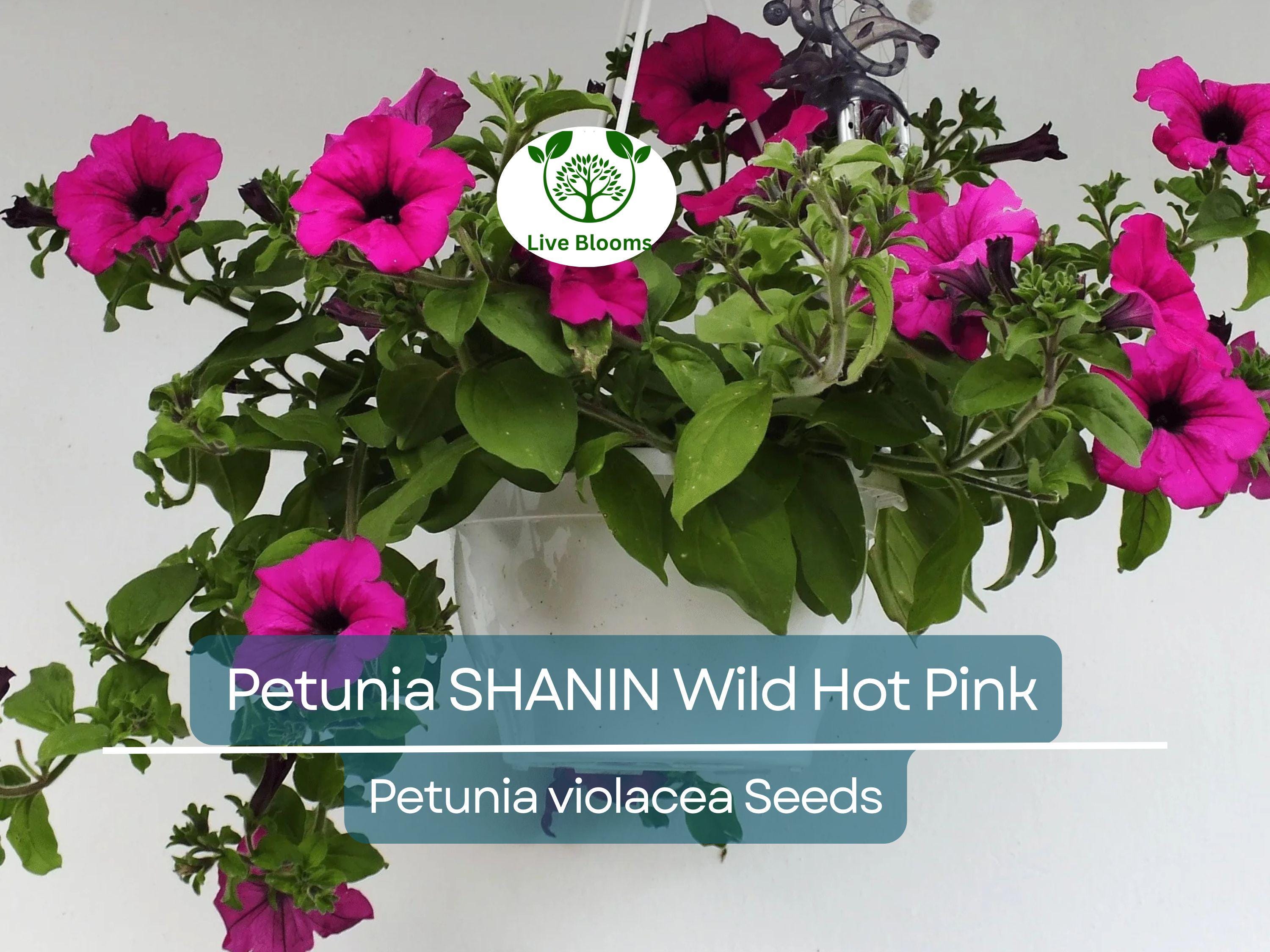 2000 Seeds Petunia SHANIN Wild Hot Pink Flowers, Spring Garden, Garden Petunia Seeds, Annual Container Plants, Petunia x hybrida, Hot Pink
