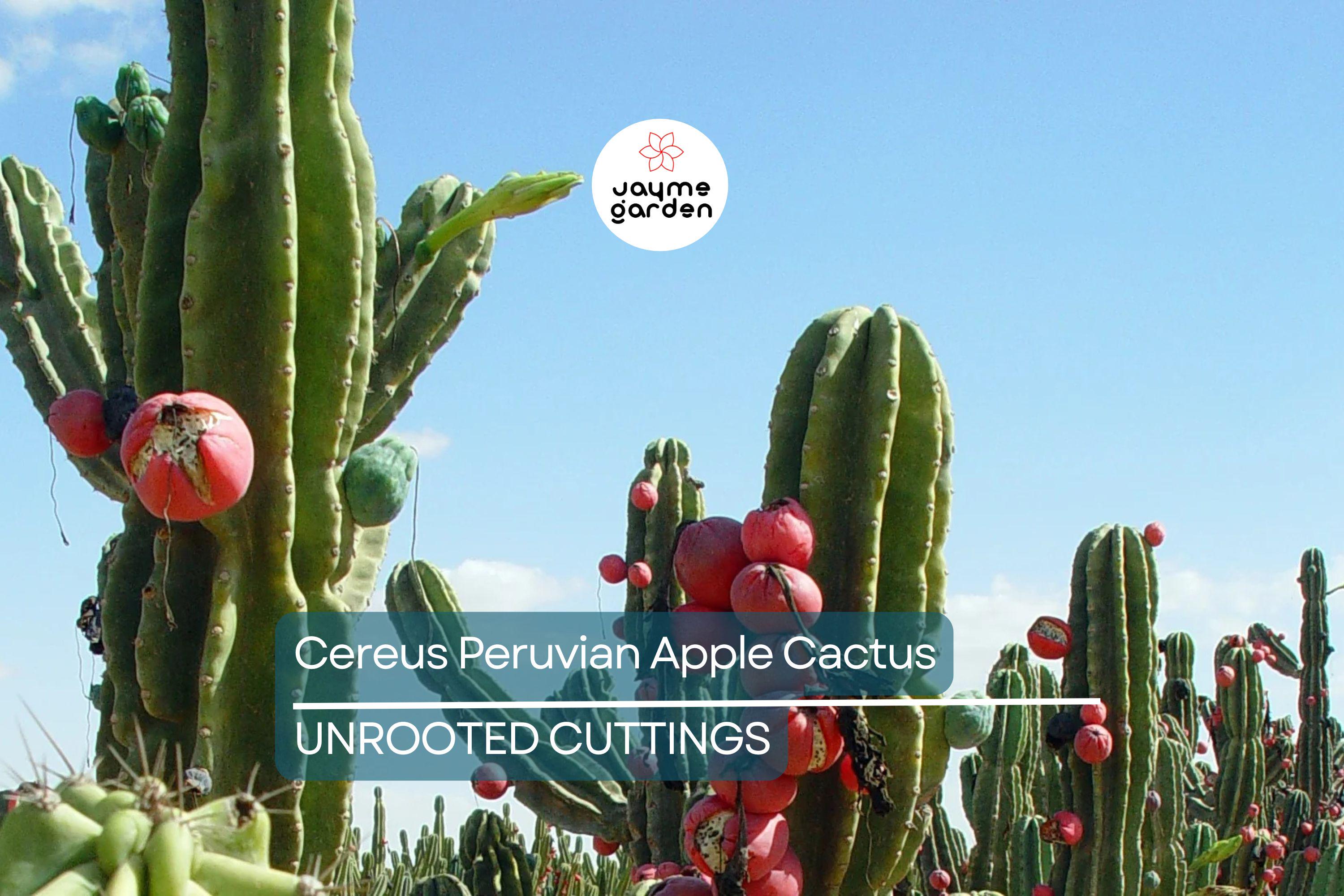 12" Cereus Peruvian Apple Cactus Cutting (Top Cut) - 1ft Segment - Hardy Indoor/Outdoor Plant
