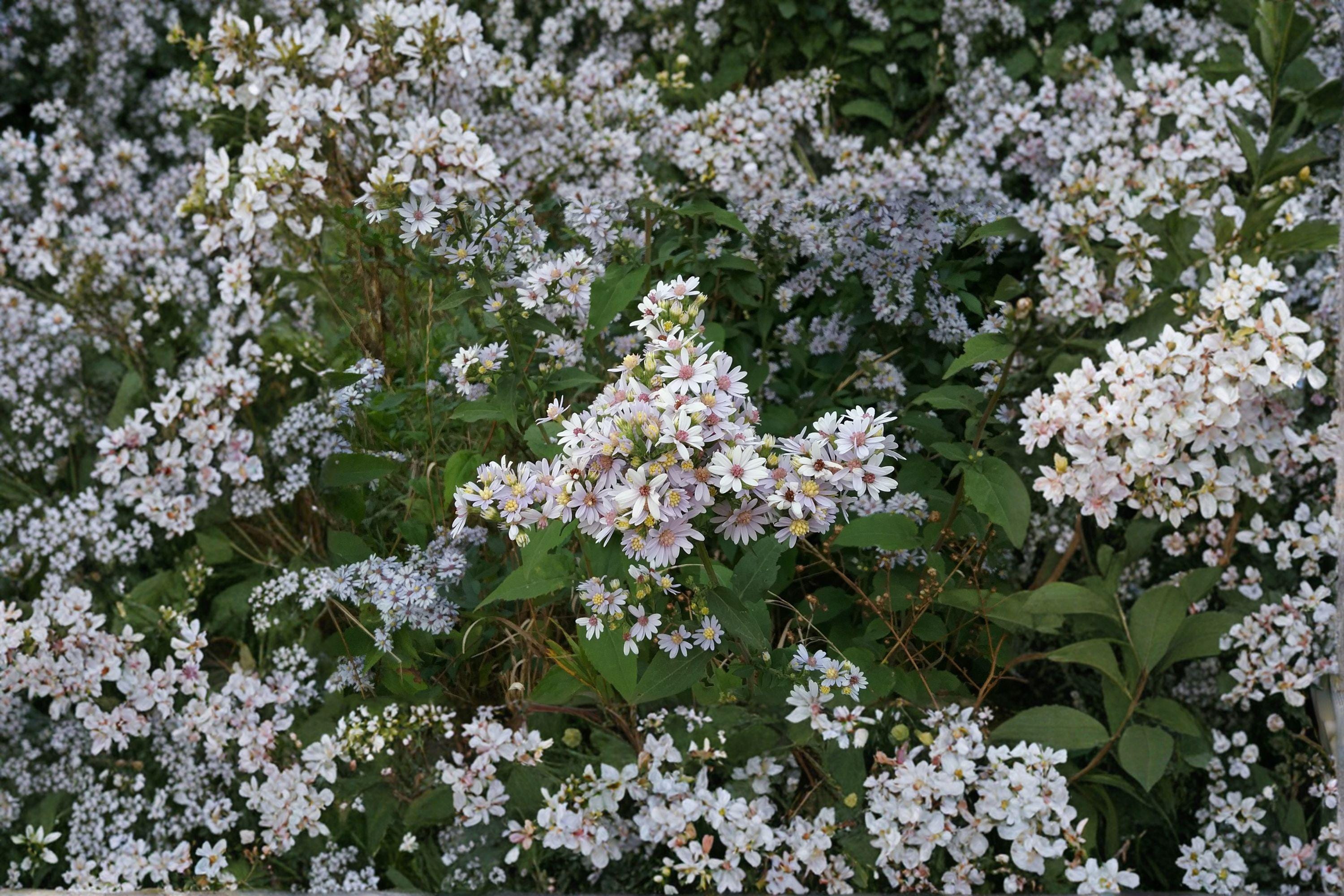 Symphyotrichum drummondii – Drummond's Aster | 100 Seeds | Native Aster Wildflower | Pollinator Garden Plant