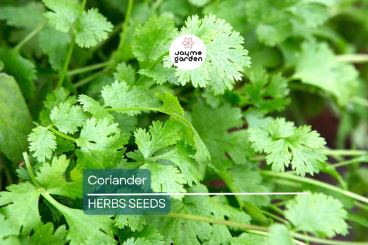 500 Fresh Cilantro Coriander Seeds NON-GMO | Heirloom Herb for Cooking | Easy to Grow | USA Seller