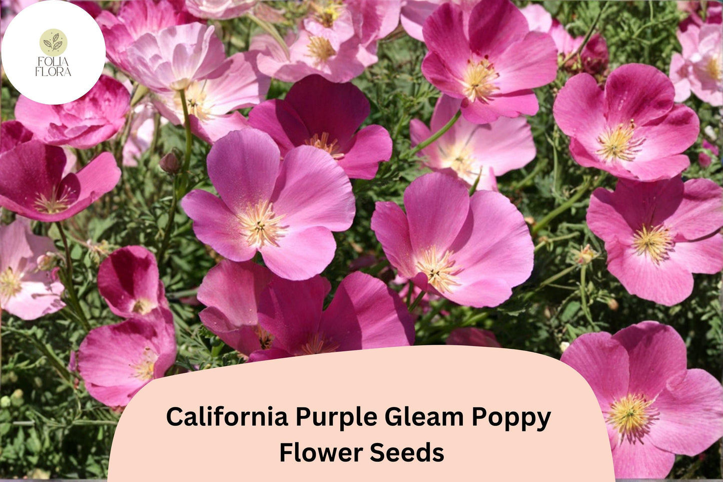 200+ California Purple Gleam Poppy Seeds for Garden Planting - Beautiful Wildflowers