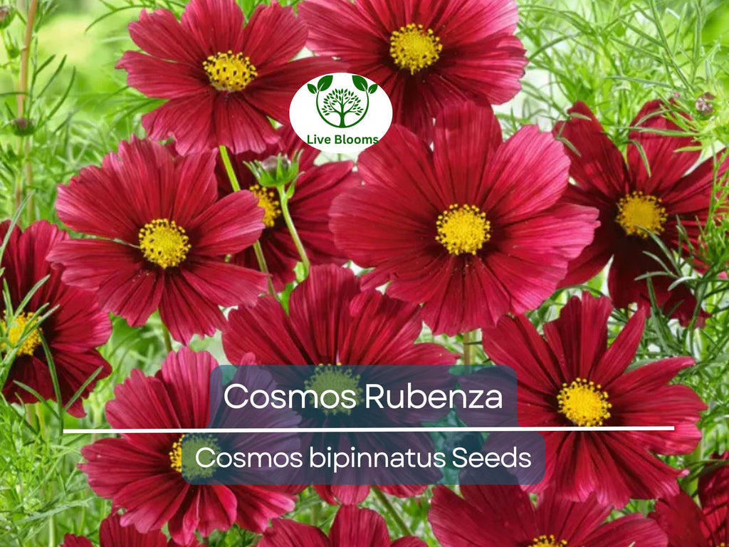 40 Seeds Cosmos ‘Rubenza’ – Dwarf Ruby Red Blooms – Cosmos bipinnatus – Non-GMO Annual for Pollinators, Butterflies, Easy Gardens