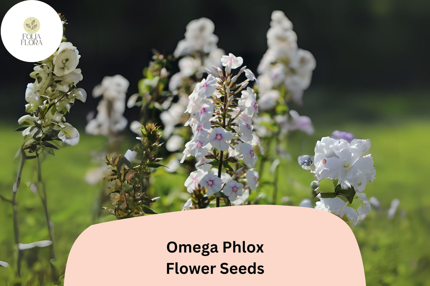 100+ Omega Phlox Seeds – Tall Perennial Garden Flower Seeds, Phlox paniculata