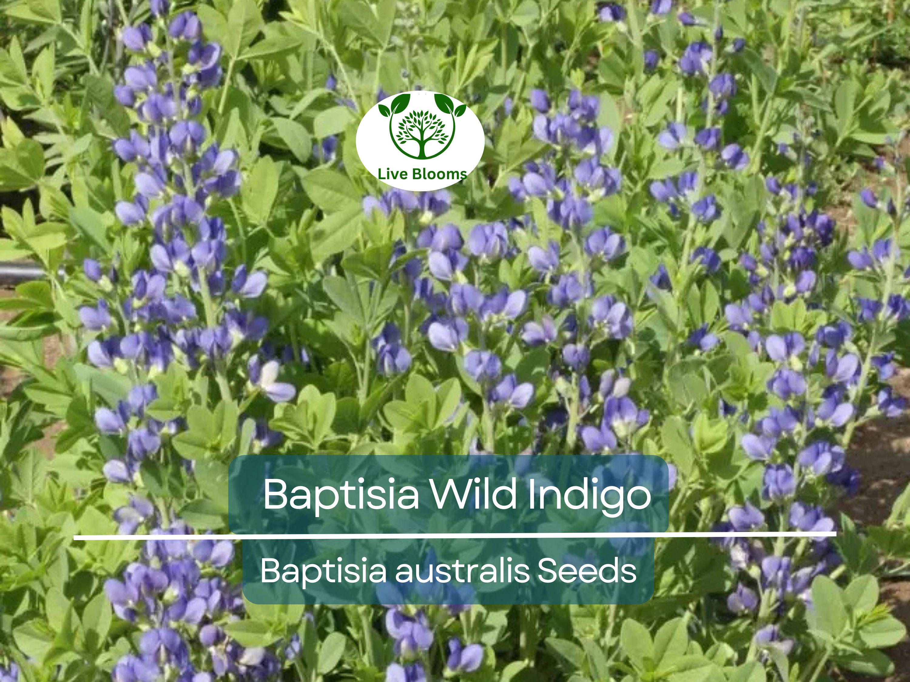 50 Seeds BAPTISIA Wild Indigo, Blue Flowers, Butterfly Host Plant, Perennial, Non-GMO, Native Plant, Perfect for Pollinator Gardens