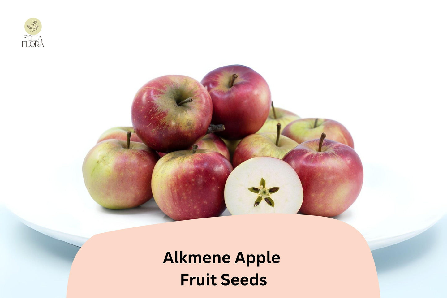 25+ Alkmene Apple Seeds | Crisp Early Heirloom Apple | Malus domestica | Garden Fruit Tree Seeds | Tart-Sweet Flavor