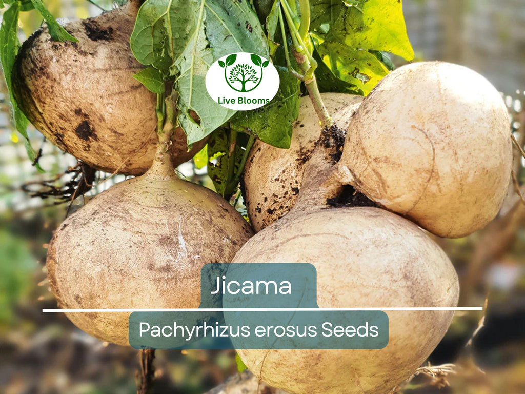 40 Jicama Seeds - Mexican Yam Bean (Pachyrhizus erosus) - Non-GMO Tuber Vegetable, Root Potato, and Edible Fruit for Garden or Farm