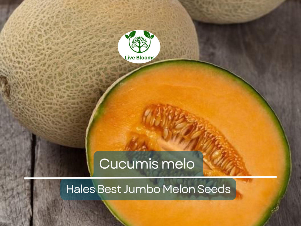 35 Seeds Hales Best Jumbo Melon – Cantaloupe (Cucumis melo) Heirloom, Sweet & Juicy, Perfect for Planting and Growing in Home Gardens