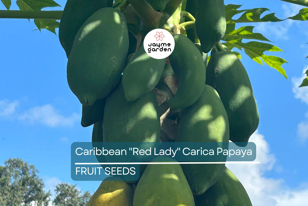 20 Caribbean Red Lady Papaya Seeds - Large Melons - Tropical Fruit Tree - Non-GMO Indoor Plant