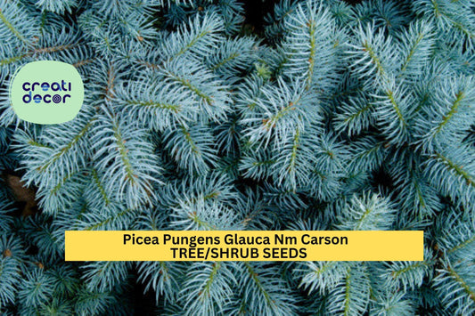 3pcs of 250mg Colorado Blue Spruce Seeds – Picea pungens Glauca NM Carson Tree for Cold-Hardy Landscapes Seeds for Planting