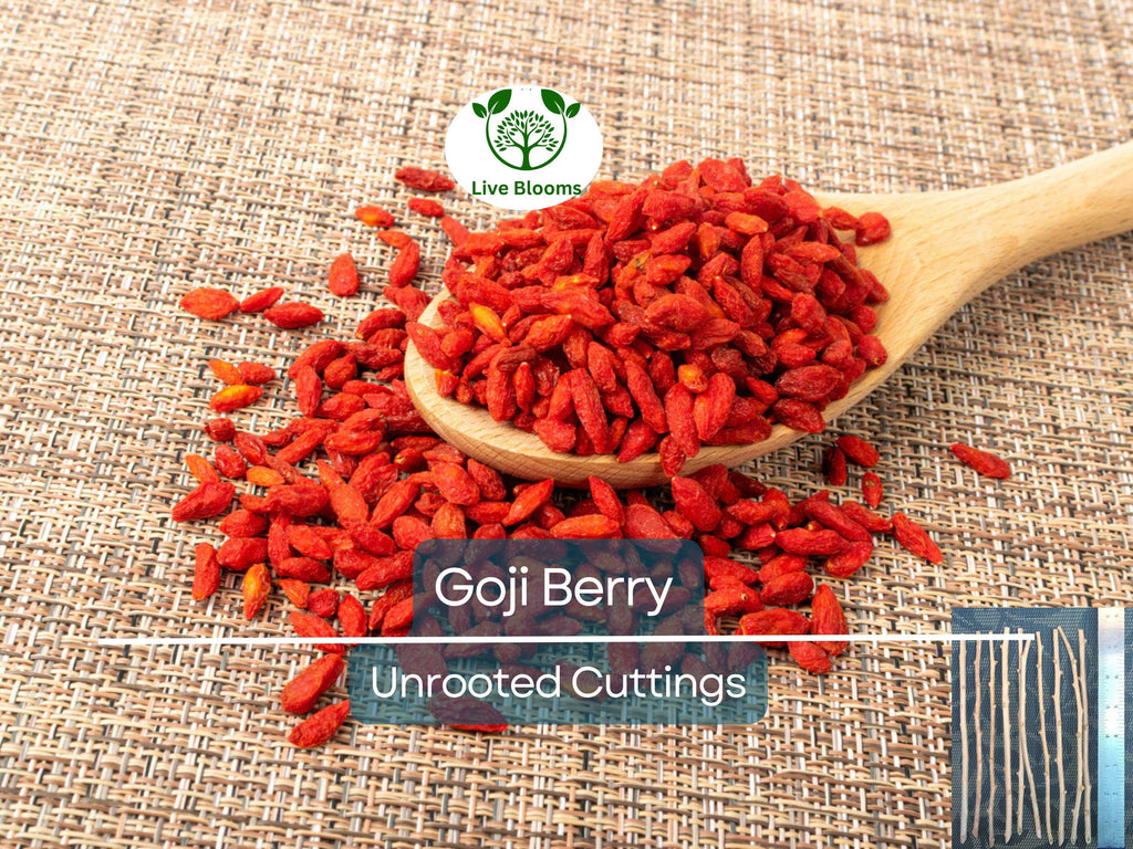 10 Goji Berry Fresh Unrooted Cuttings 7.5" Long - Lycium Barbarum - Superfood Plant for Propagation, Health & Home Garden