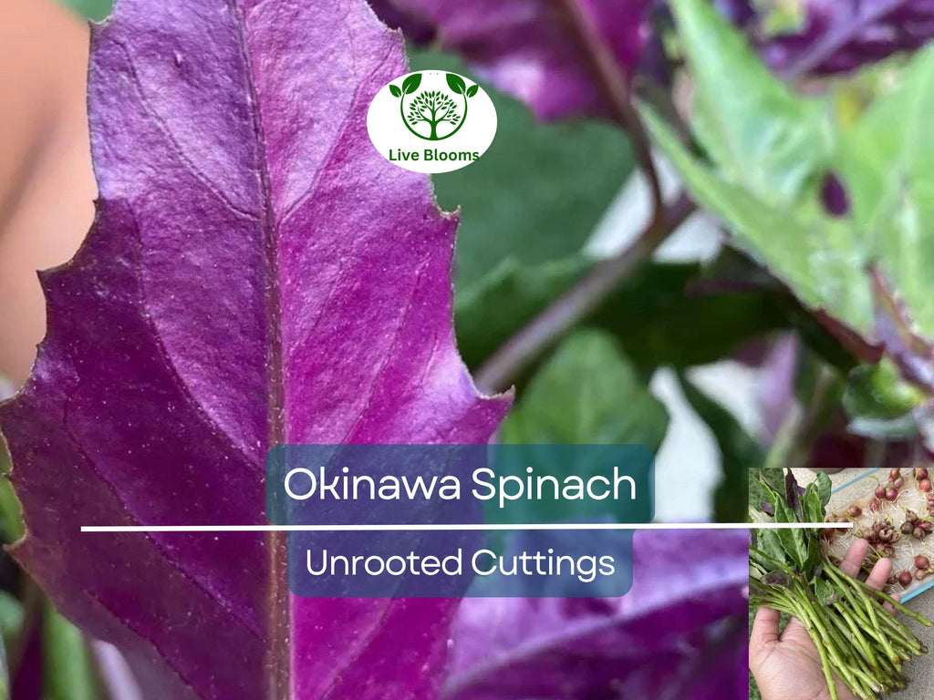 8 Unrooted Cuttings Okinawa Spinach (Gynura bicolor) 5-6" – Edible Purple Leaf Plant, Easy to Grow, Nutrient-Rich, Hardy Herb Starter