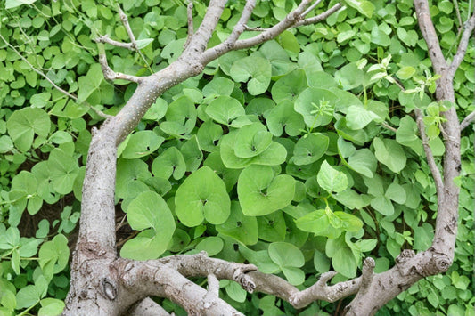 Wild Ginger – Asarum canadense 10 Seeds | Native Woodland Groundcover | Shade-Loving Perennial | Fragrant Rhizomes