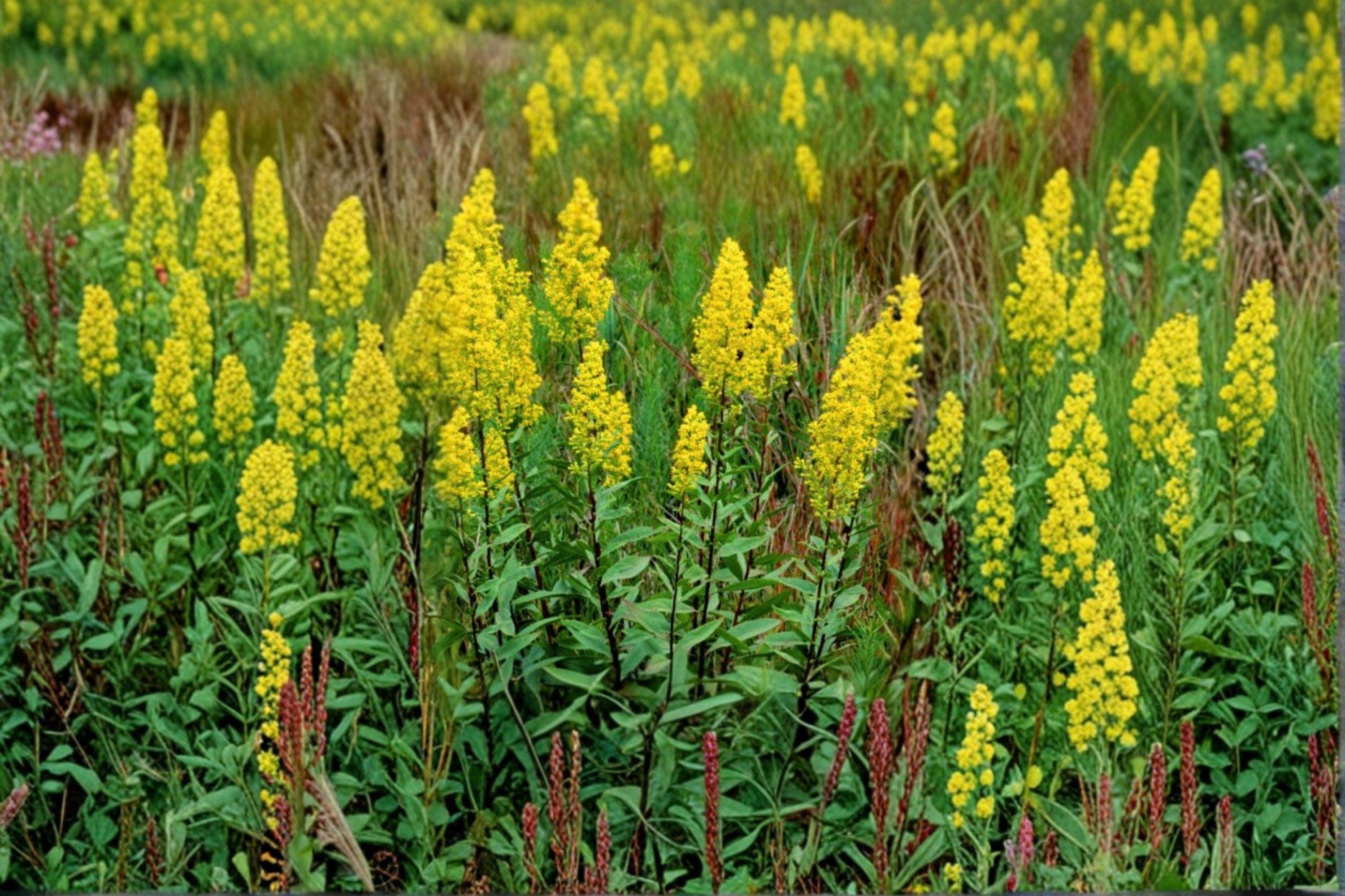 Showy Goldenrod – Solidago speciosa, Native Perennial Wildflower | Brilliant Fall Blooms (100 Seeds)