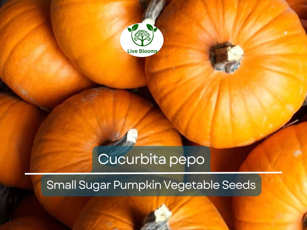5 Seeds Small Sugar Pumpkin – Cucurbita pepo | Heirloom Pumpkin Seeds for Planting, Gardening, Baking & Decorative Use