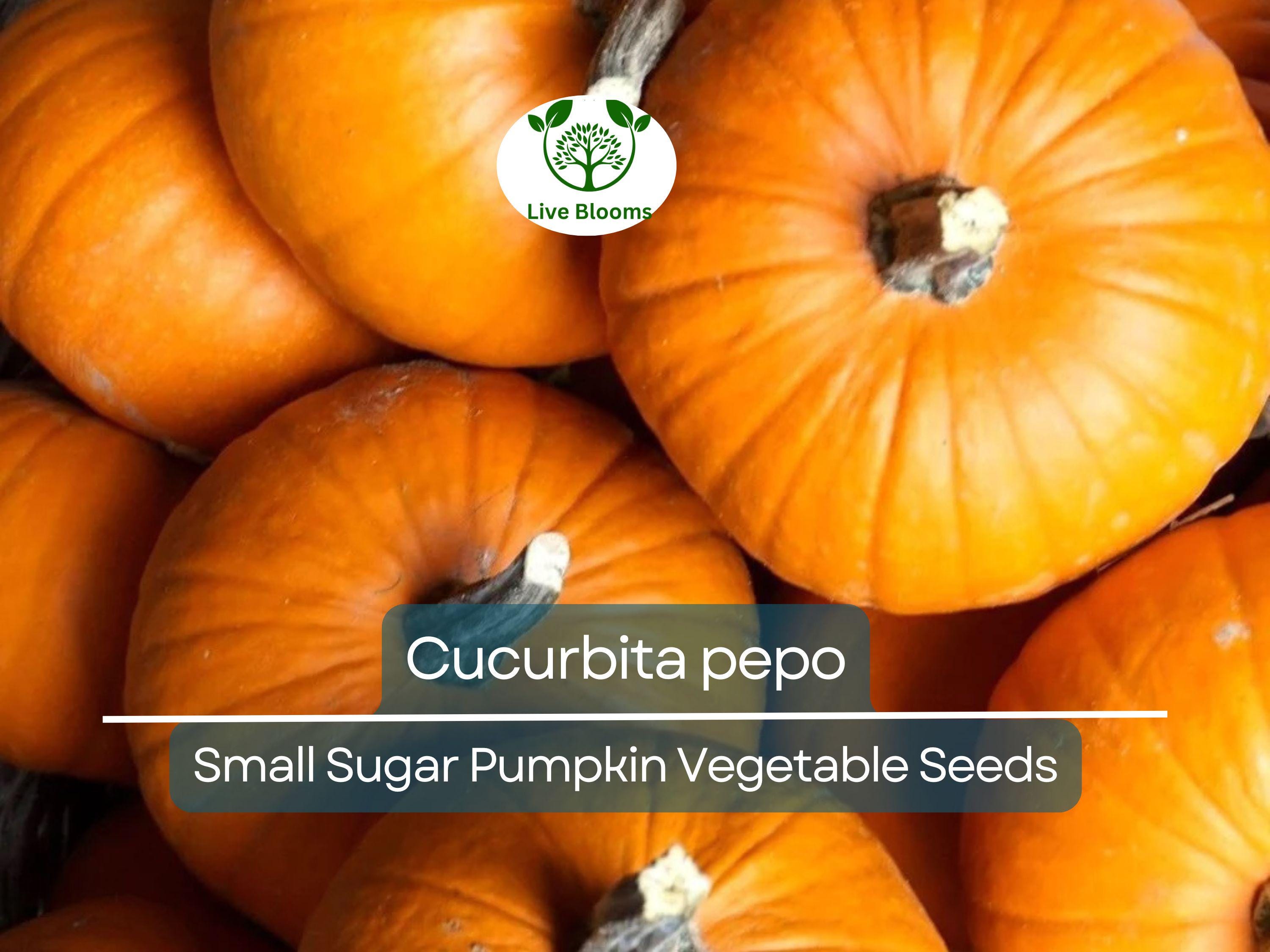 5 Seeds Small Sugar Pumpkin – Cucurbita pepo | Heirloom Pumpkin Seeds for Planting, Gardening, Baking & Decorative Use