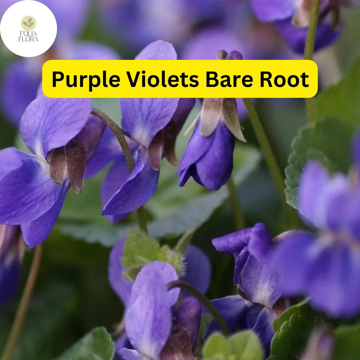 25 Purple Violets, Live Starter Plants Bulbs, Perennial Bare Root, Flower Garden Blooms