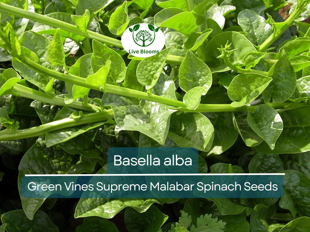 500 mg Seeds Malabar Spinach Green Vines – Basella alba | Heirloom Vegetable for Planting, Lush Growth & Nutritious Harvests