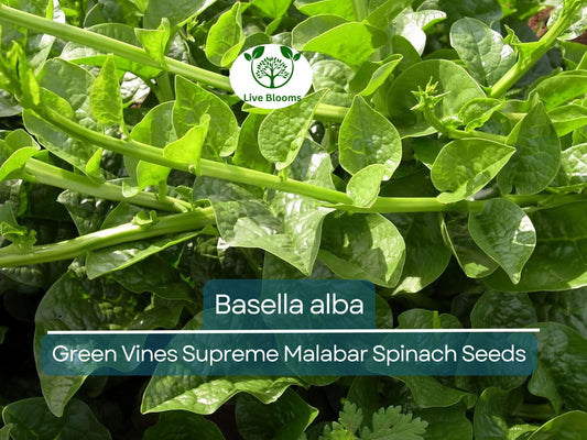 500 mg Seeds Malabar Spinach Green Vines – Basella alba | Heirloom Vegetable for Planting, Lush Growth & Nutritious Harvests