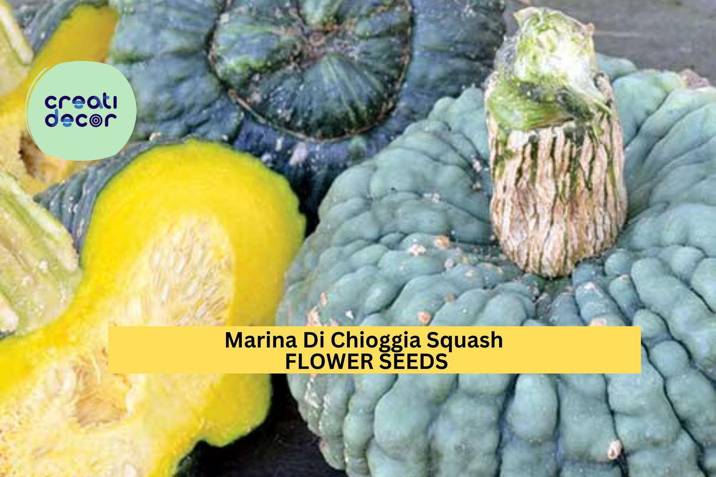 25+ Marina Di Chioggia Squash Seeds – Heirloom Warted Winter Squash for Garden Planting, Sweet & Nutty Flesh for Cooking – USA