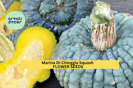 25+ Marina Di Chioggia Squash Seeds – Heirloom Warted Winter Squash for Garden Planting, Sweet & Nutty Flesh for Cooking – USA
