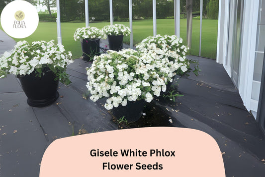 100+ Gisele White Phlox Seeds – Annual Garden Flowers, Phlox drummondii