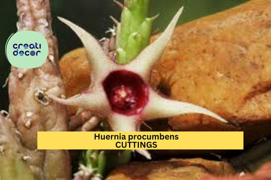3 Huernia Procumbens Cuttings | Rare Succulent Starter Plant | Star Flower Cactus-Like Vine | Unrooted Exotic Houseplant