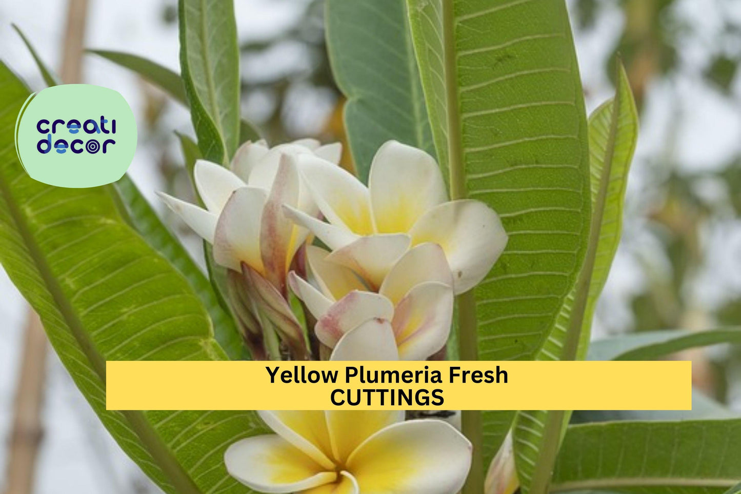1 Yellow Plumeria Cutting | Double Head 10" Fresh Unrooted Stem | Frangipani Starter | Tropical Garden Tree | Vibrant Bloom