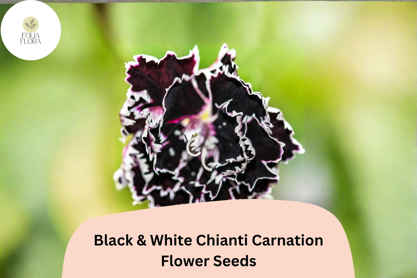 200+ Black & White Chianti Carnation Seeds | Dianthus caryophyllus | Striking Bicolor Blooms for Garden and Borders