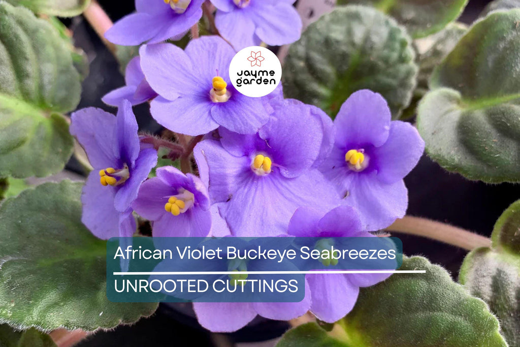 African Violet Buckeye Seabreazes Pair of Cuttings | Easy Care Houseplant for Indoor Beauty