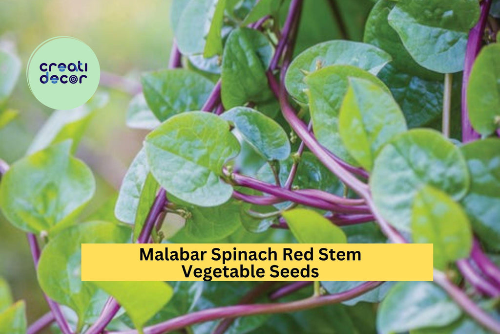 3pcs of 500mg Red Stem Malabar Spinach Seeds – Fast Growing Vine, Heat-Tolerant Greens for Garden or Trellis Planting Seeds for Planting