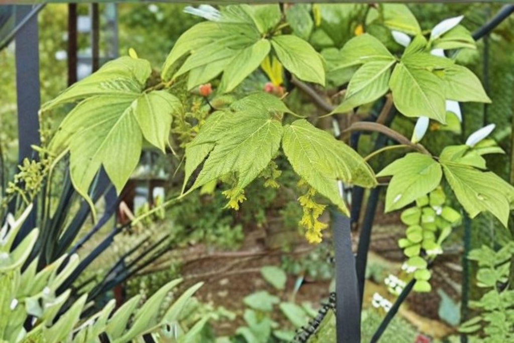 Manchurian Striped Maple – Acer tegmentosum 10 Seeds | Distinctive Green Striped Bark | Rare Ornamental Maple | Four-Season Interest