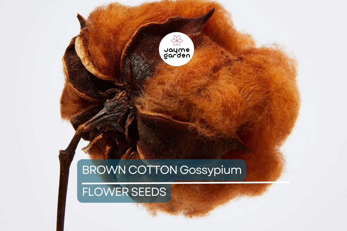 50 Brown Cotton Seeds – Heirloom Gossypium, Non-GMO, USA Seller
