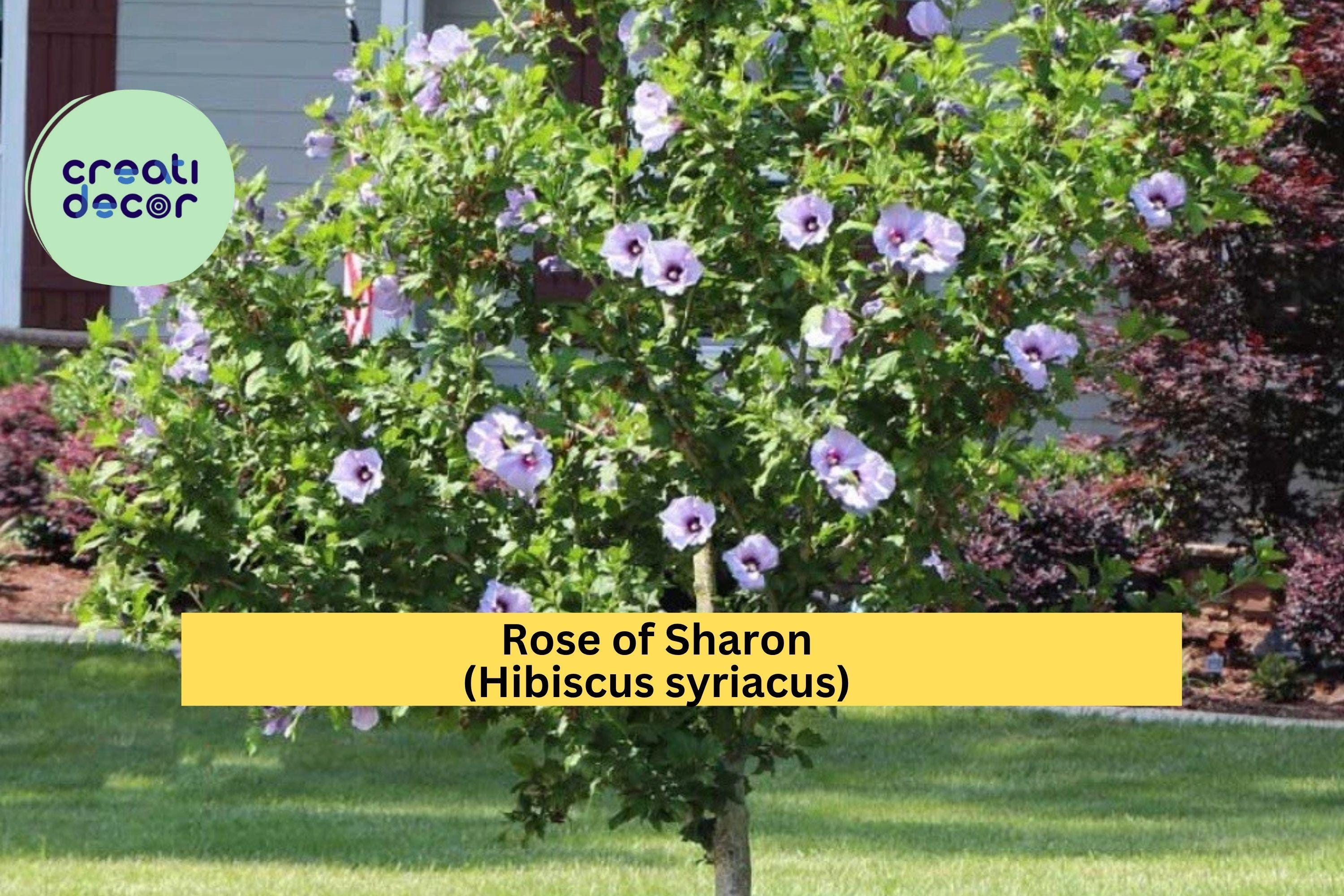Rose of Sharon (Hibiscus syriacus) – 5 Bare Root Starter Plants, Hardy Flowering Shrubs, Summer Bloomers for Garden Landscape, Zones 5–9