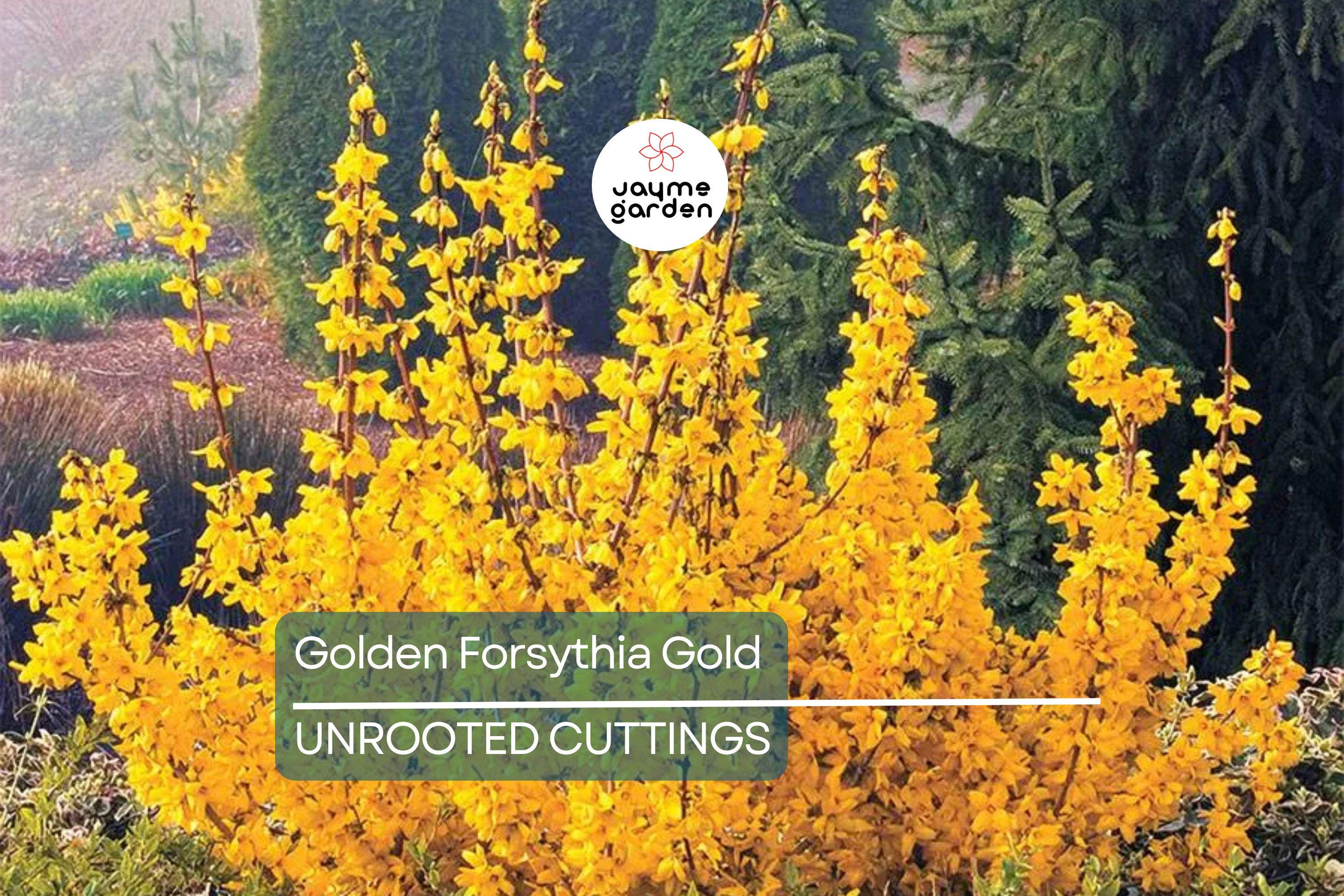 15 Golden Forsythia Gold Cuttings, Hardy Ornamental Bush, Privacy Hedge, Yellow Flowers