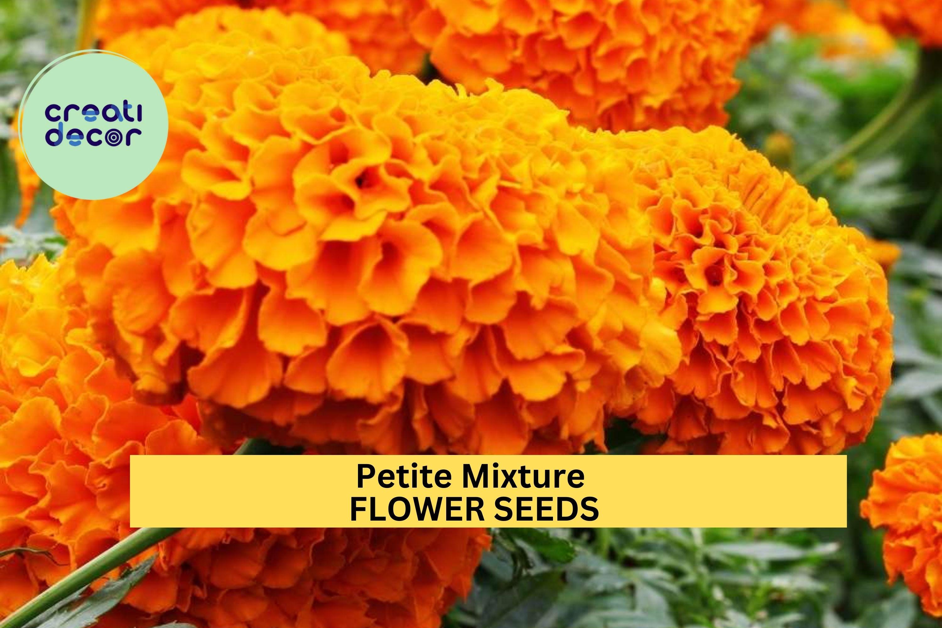 3pcs of 500mg Petite Mixture Marigold Seeds – Compact Mixed Color Blooms for Borders, Pots, Pollinator & Cottage Gardens Seeds for Planting