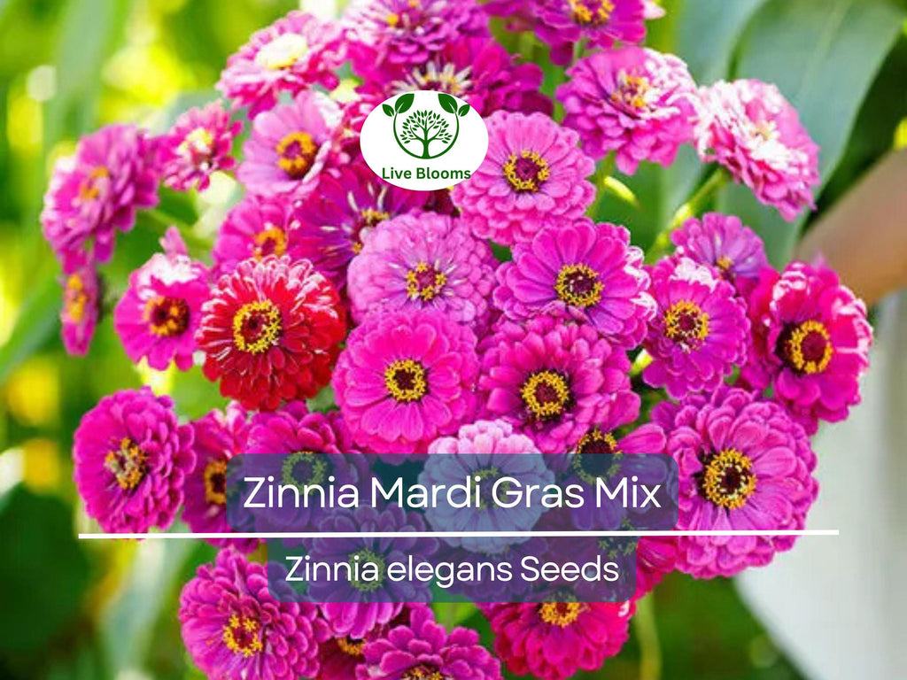 200 Zinnia Mardi Gras Mix Seeds - Vibrant Flowers for Pollinators & Butterflies | Zinnia elegans, Non-GMO, Easy Annual Blooms