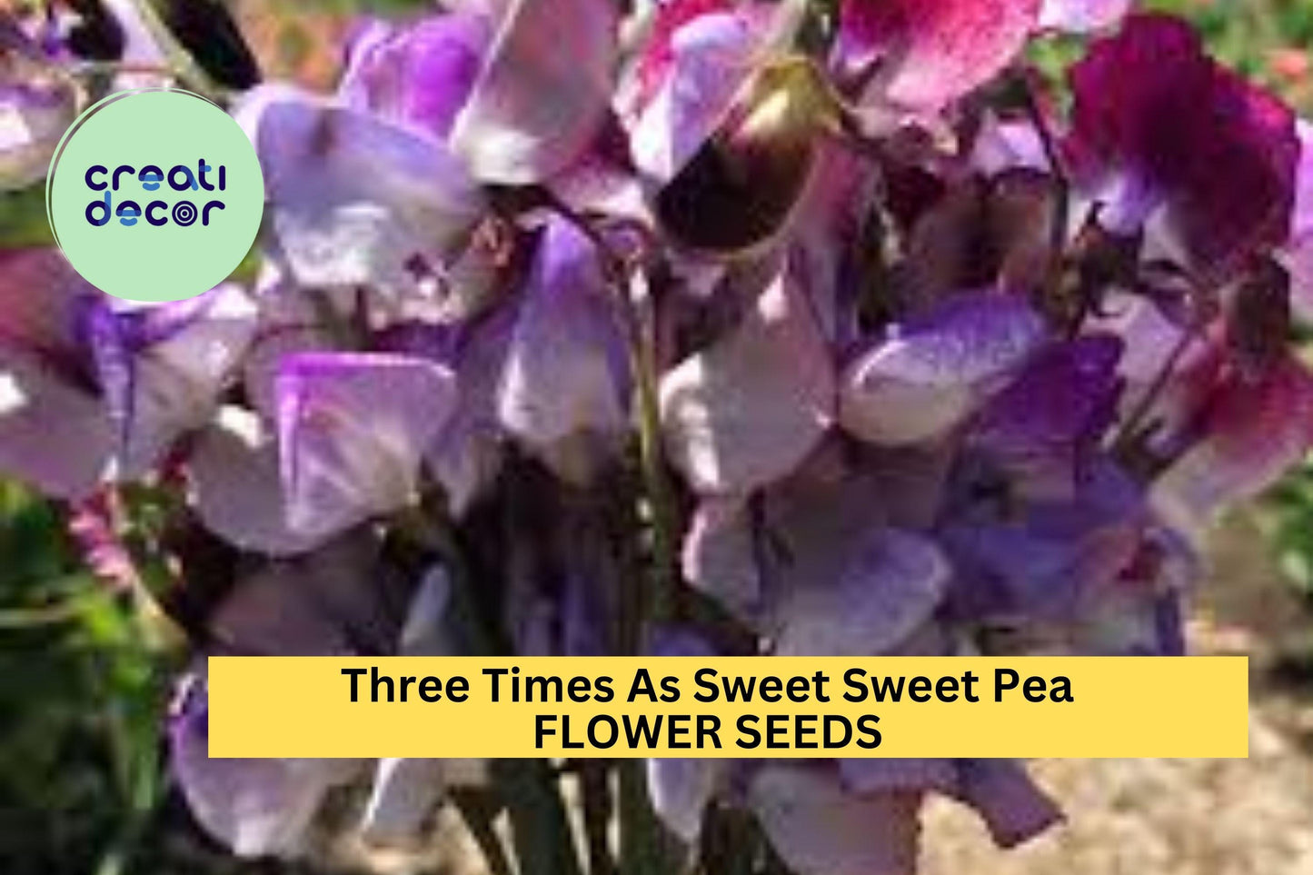 50+ Three Times As Sweet Sweet Pea Seeds – Triple Bloom Stems with Fragrance, Climbing Vines for Trellises & Bouquets – USA