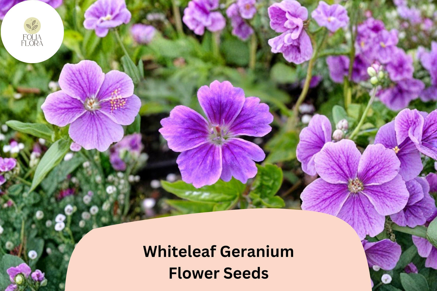 25+ Whiteleaf Geranium Seeds | Purple Cranesbill Perennial | Hardy Garden Flower Seeds