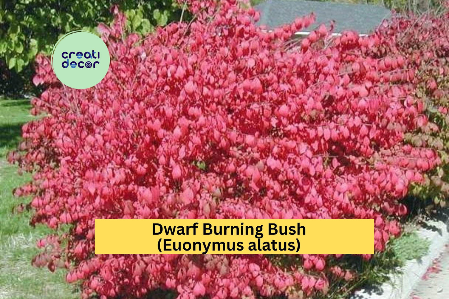 Dwarf Burning Bush | Set of 10 Hardy Euonymus alatus Bare Root Shrubs | Fall Foliage Plants