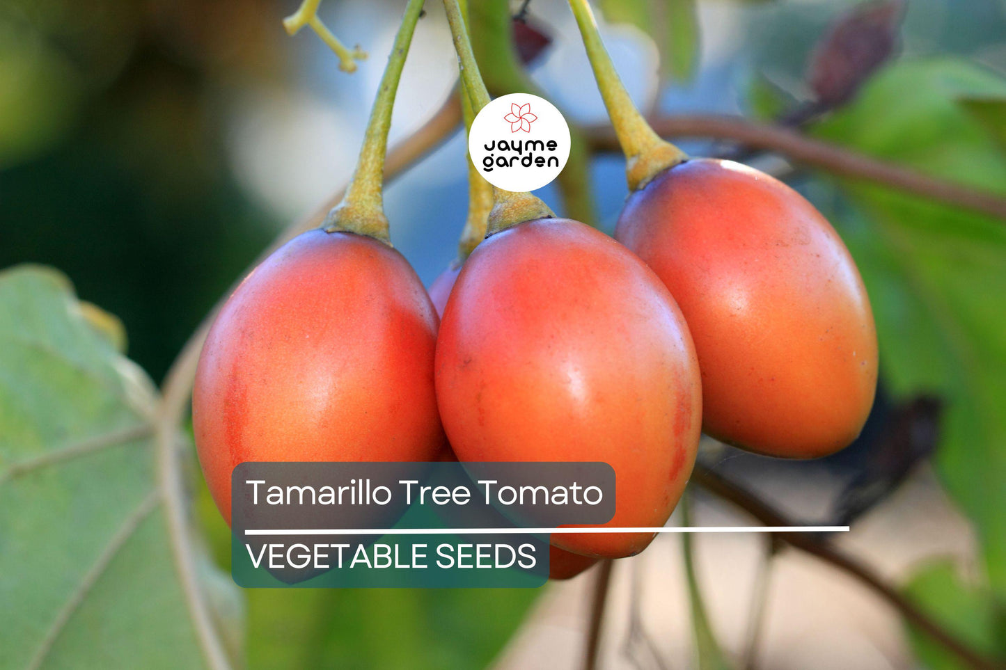 10 Tamarillo Tree Tomato Seeds (Cyphomandra betacea) – Fast-Growing Fruit Tree, 60+ lbs Yield