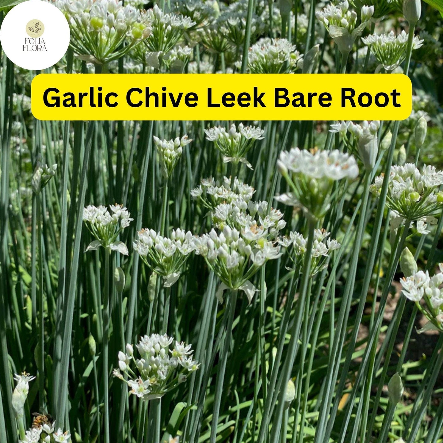 50 Live Garlic Chive Leek Plants, Bare Root, Edible Herb, Perennial, Organic Gardening