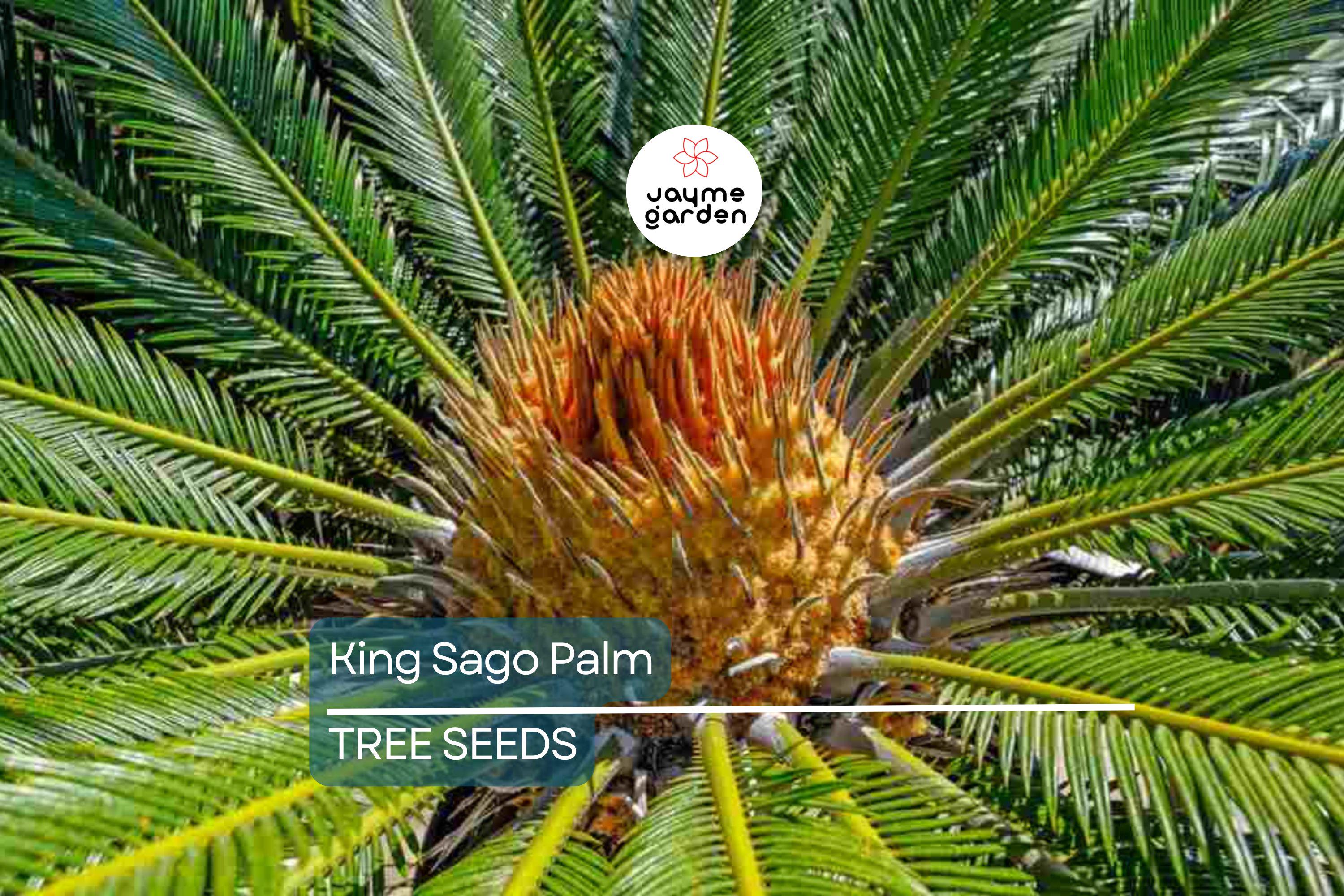 5 King Sago Palm Seeds (Cycas Revoluta) - Hardy Tropical Cycad, Slow-Growing Palm, 10-15 Ft Mature Height