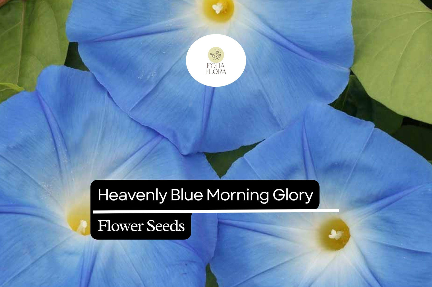 Heavenly Blue Morning Glory (Ipomoea tricolor) – Vibrant Sky Blue Climbing Vine