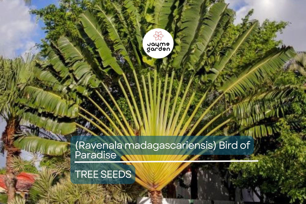 5 Traveler’s Palm Tree Seeds – Ravenala madagascariensis, Bird of Paradise, Tropical Fan-Shaped Evergreen