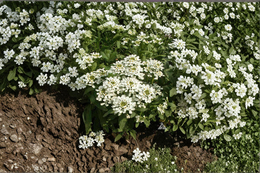 Empress Rocket Candytuft – Iberis amara Seeds | 100 Seeds | Fragrant White Flower | Classic Cottage Garden