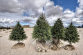 Norway Spruce 2 Live Plants 2-3 ft Tall (Picea abies) Evergreen Tree