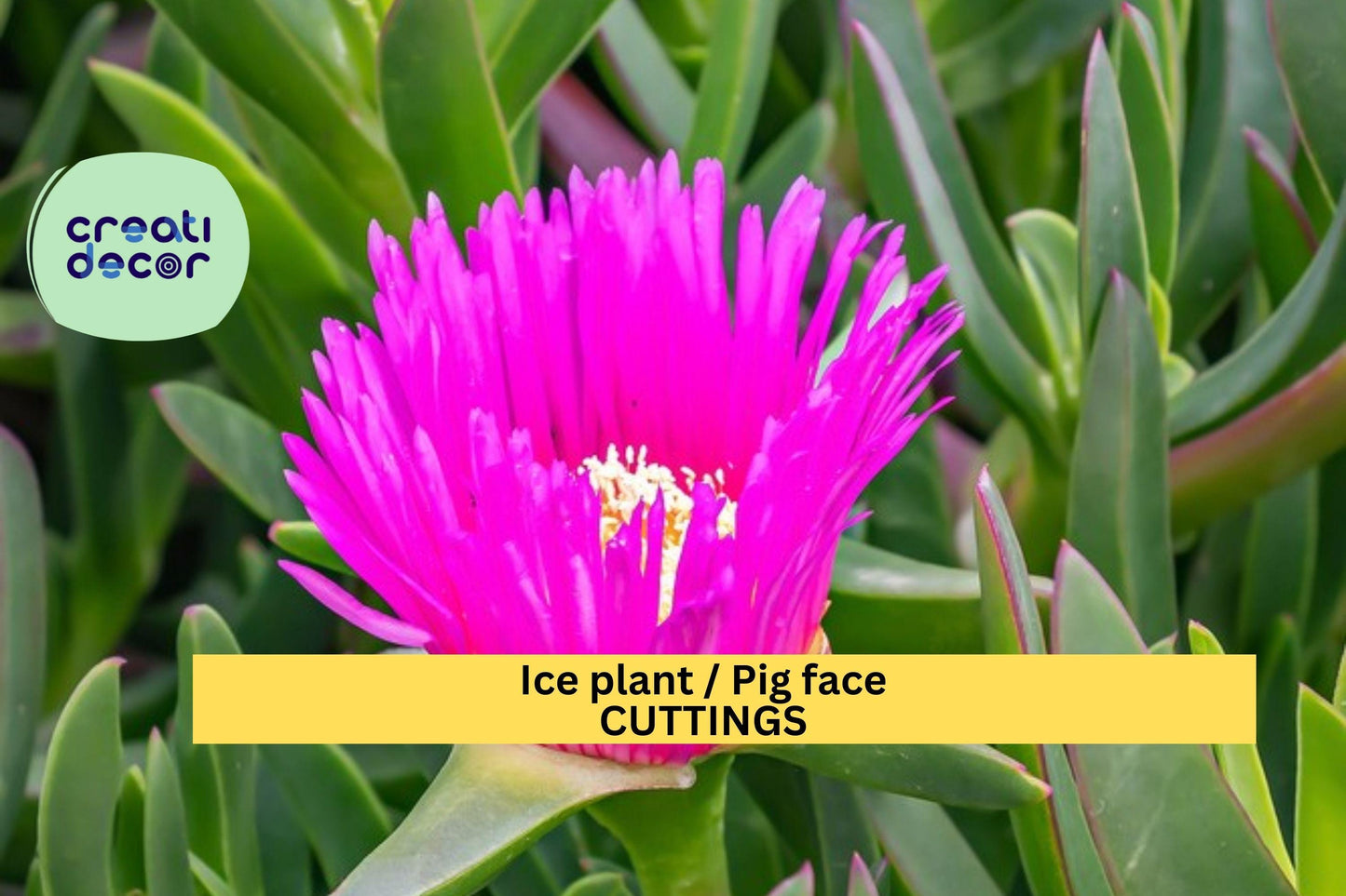 48 Ice Plant Cuttings | Live Unrooted Stems for Ground Cover | Fast Spreading Succulent | Drought Tolerant Backyard Filler